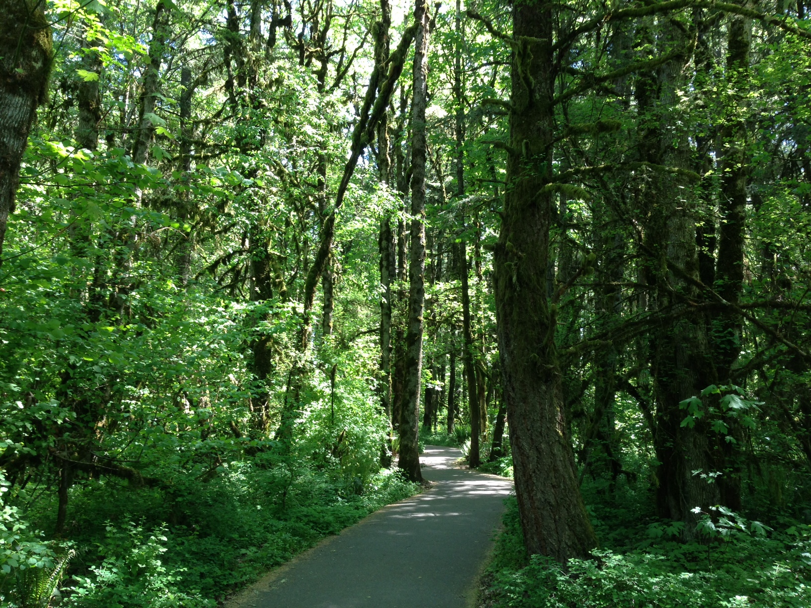 Food for Thought: The Forest for the Trees (walking to work through a